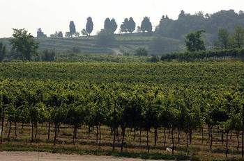 Nicobresaola Farm stay Sommacampagna